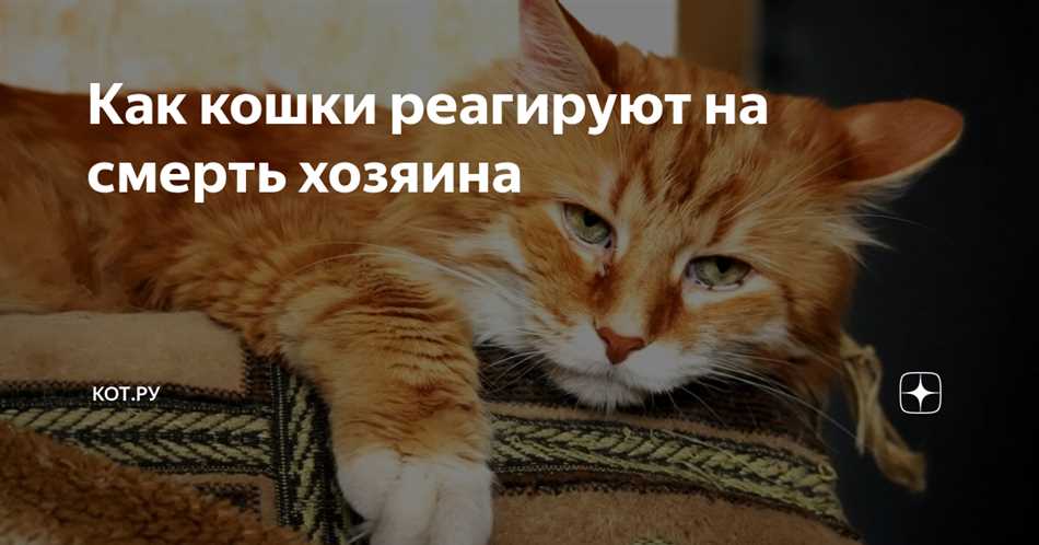 Влияние отсутствия хозяина на поведение кошек