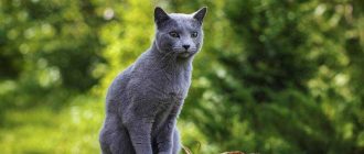 Как русская голубая кошка относится к детям?