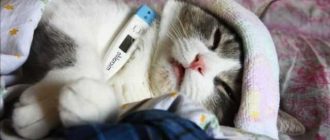 Как сбить температура у кошек?