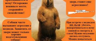 Как следует вести себя при в встрече с медведем в тайге?