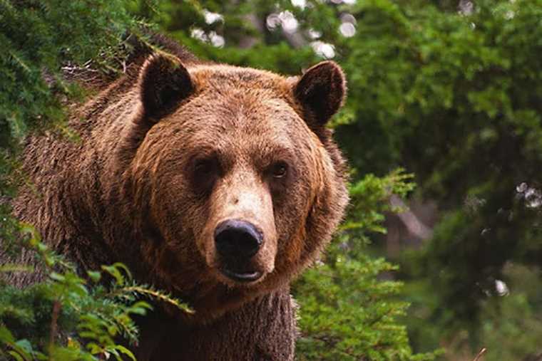 Как предотвратить встречу с медведем в тайге?