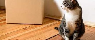 Как снять стресс у кошки после переезда?