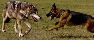 Как собака произошла от волка: интересные факты и эволюция