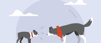 Как собаки передают сообщения между собой с помощью лая?