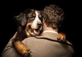 Забота и защита: как собаки выражают свою любовь к хозяину?
