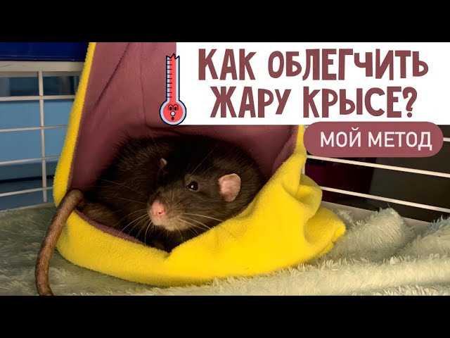 Как спасти крысу от жары?