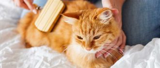 Как улучшить шерсть у кошки?