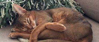 Как ухаживать за абиссинской кошкой?