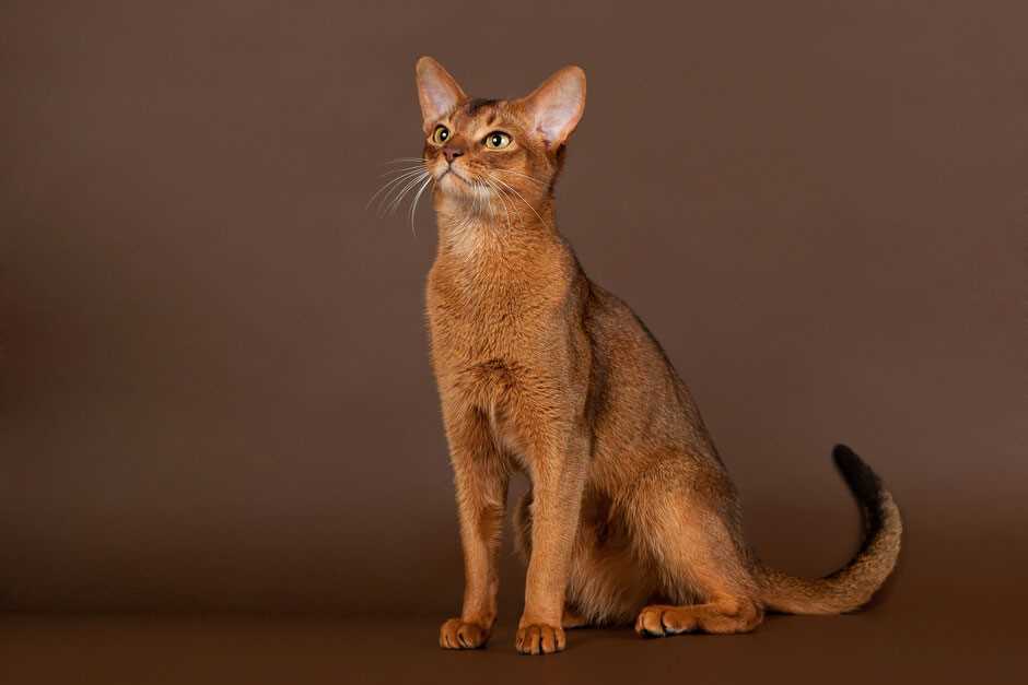 Характеристики абиссинской кошки