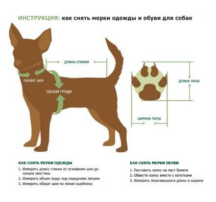 Как узнать размер собаки?