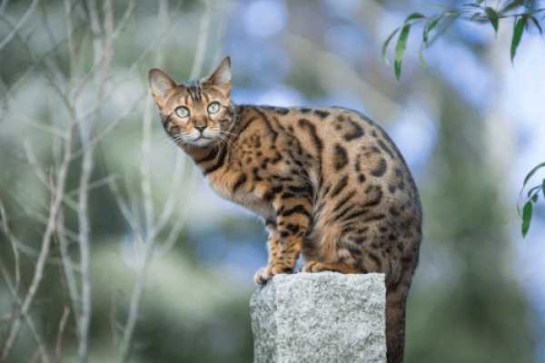 История бенгальских кошек