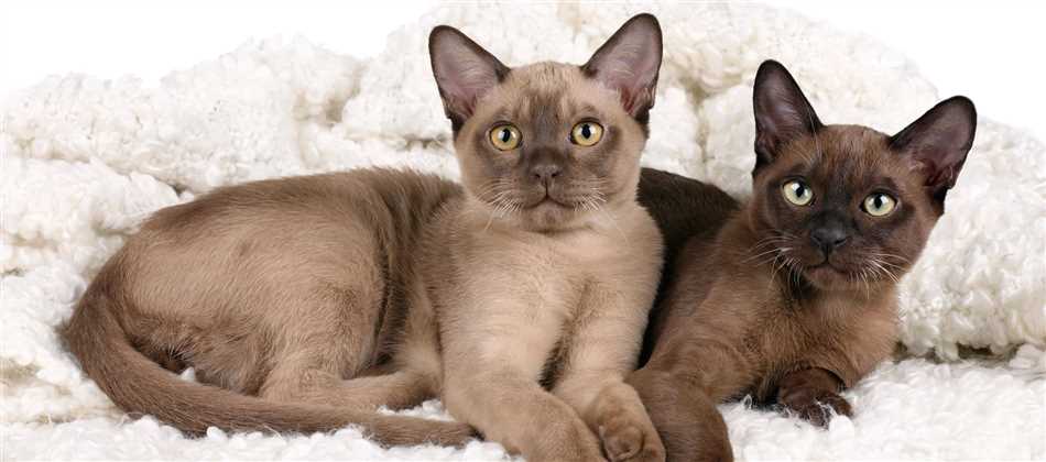 Как ведут себя бурманские кошки?