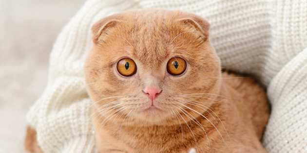 Особенности поведения шотландских вислоухих кошек