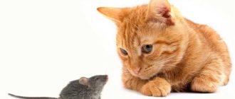 Как выбрать котенка который будет хорошо ловить мышей?
