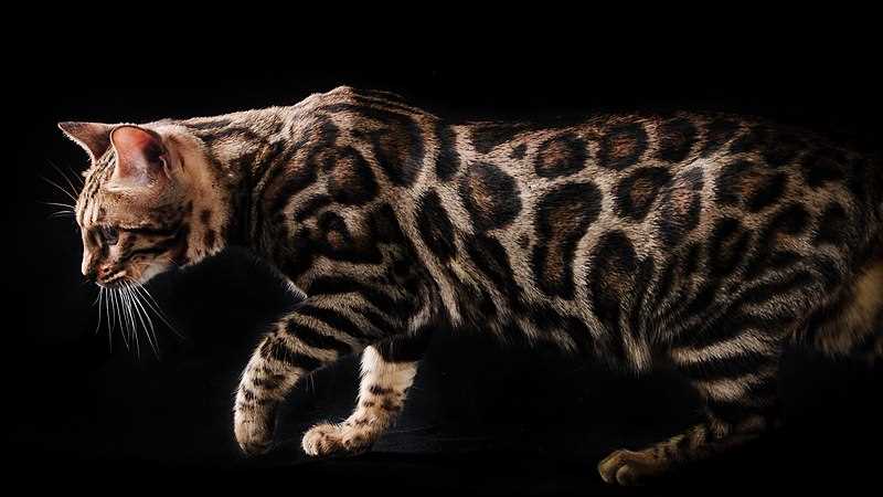 Происхождение и популярность породы бенгальских кошек