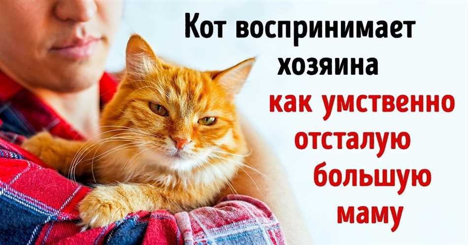 Почему котенок может принять хозяина за маму?