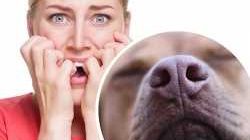 Как животные переживают и проявляют страх? | Узнайте о чувстве страха у животных