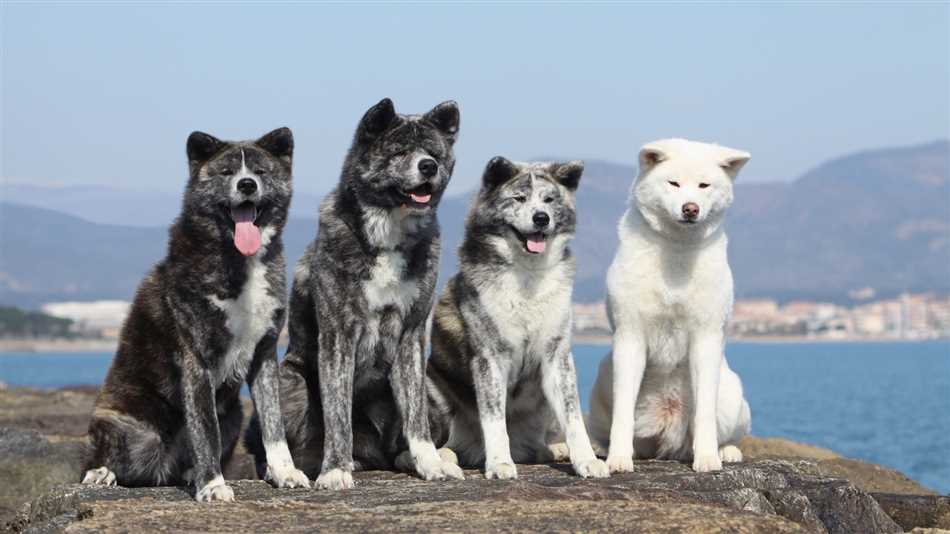 Имена, отражающие характер собаки в Японии
