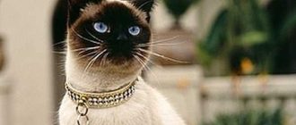Как зовут тайскую кошку?