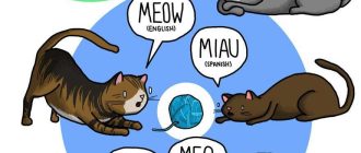 Как звать кошку на разных языках?
