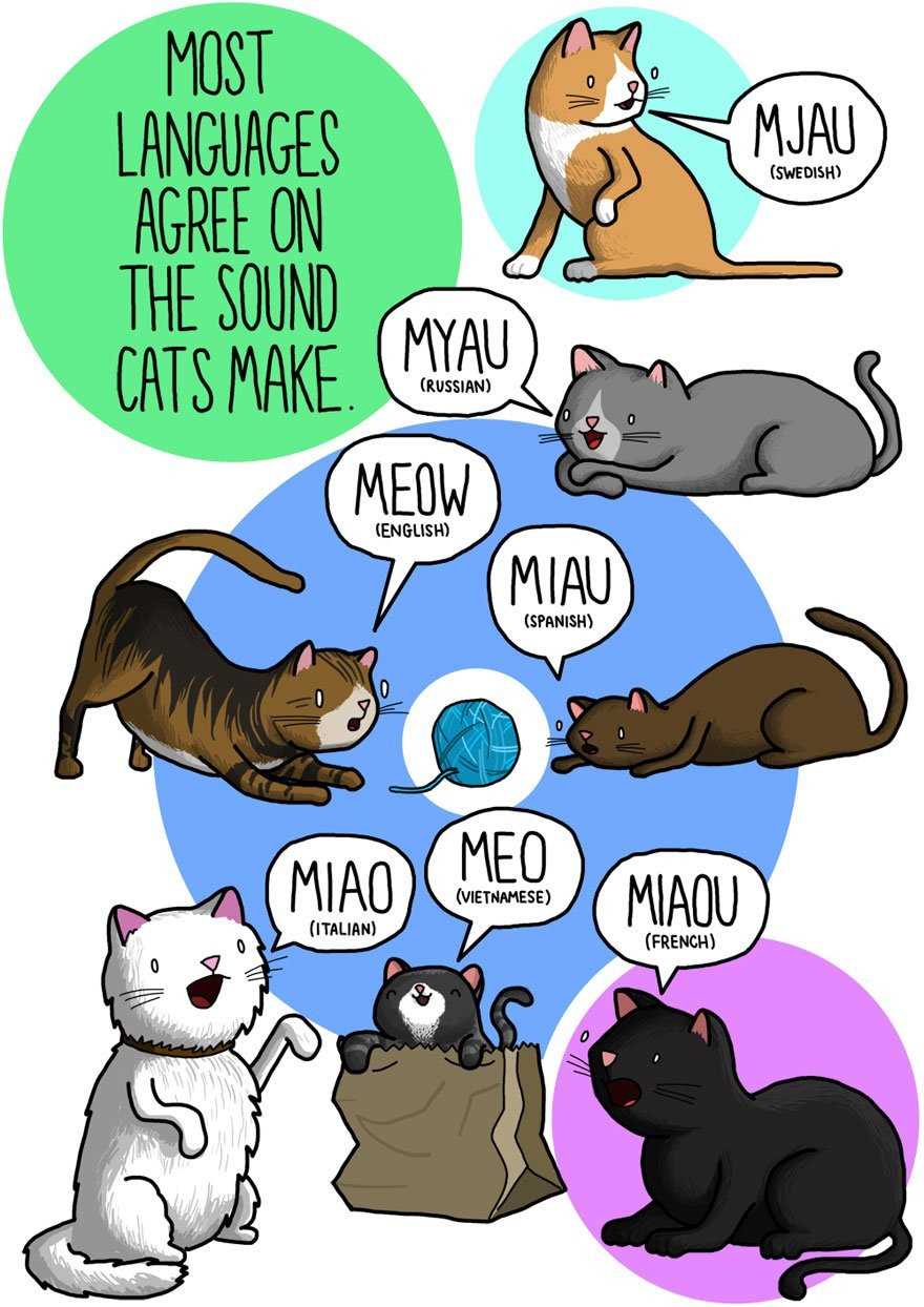Как звать кошку на разных языках?