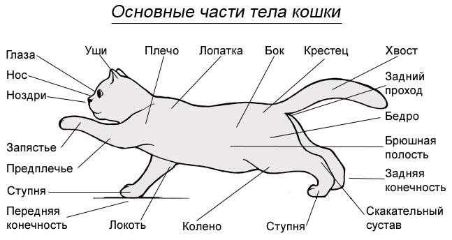 Котенок дышит быстро: возможные причины и что делать