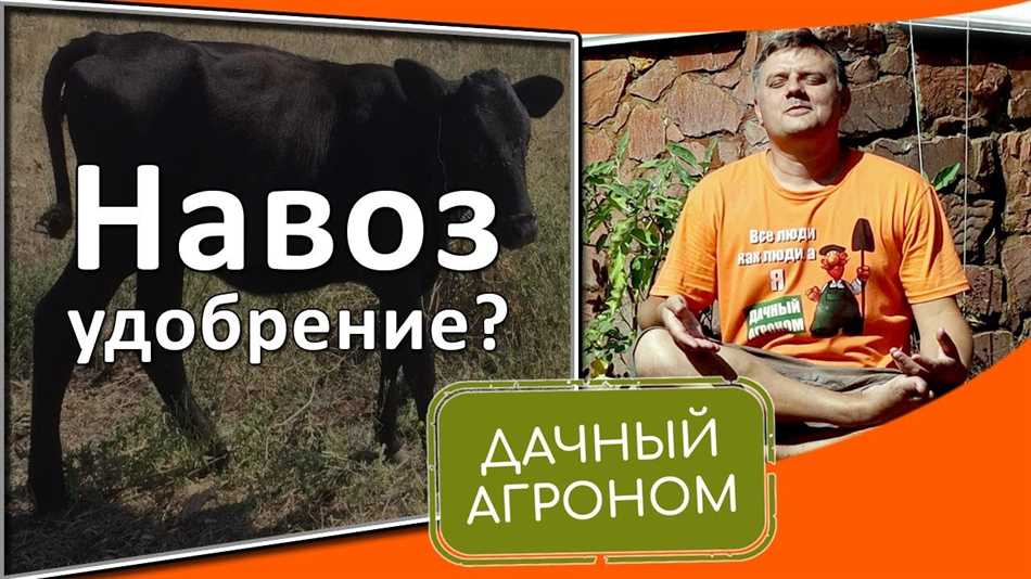 Какая польза от коровьего навоза?