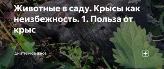 Какая польза от крыс?