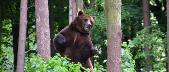 Какая польза от медведя в лесу?