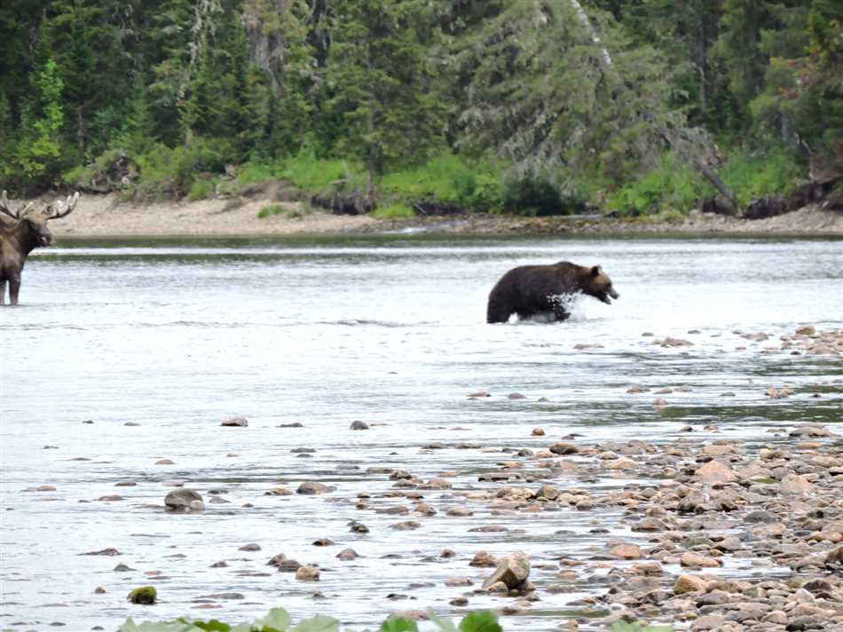 Значение медведя для сохранения биоразнообразия