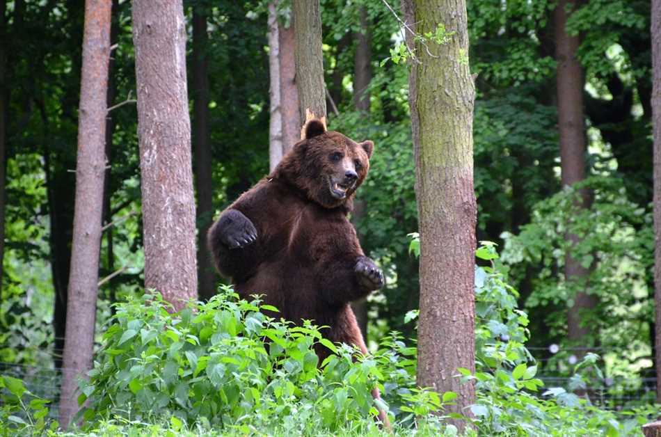 Какая польза от медведя в лесу?