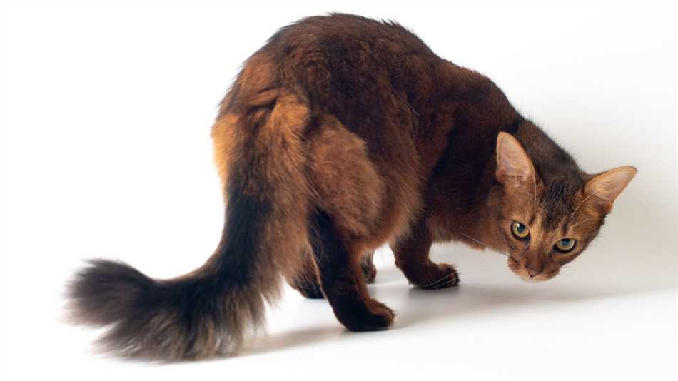 Какая порода кошек похожа на белку?