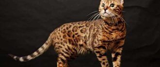 Какая порода кошек похожа на бенгальских?