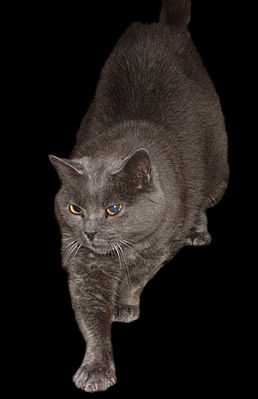 Русская голубая: серая кошка с желтыми глазами