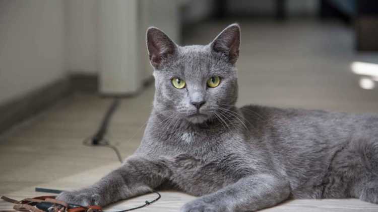 Скоттиш-фолд: серые кошки с желтыми глазами