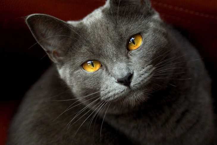 Какая порода кошки серая с желтыми глазами?