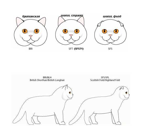 Типичные черты характера шотландской кошки