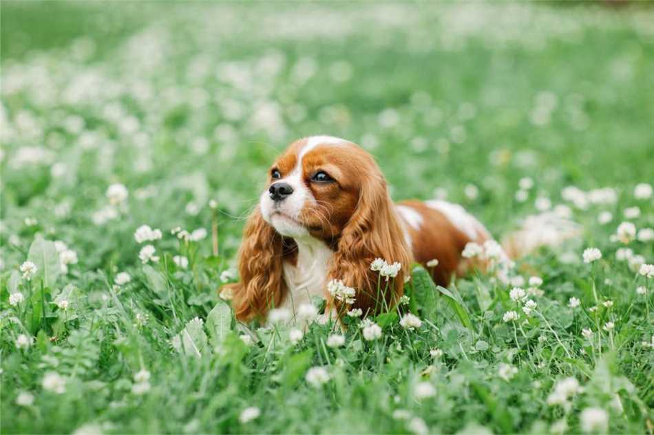 Породы собак, которые чаще всего вызывают аллергическую реакцию