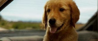 Какая порода собаки в фильме Энцо?