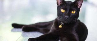 Какая порода у черных кошек с желтыми глазами?