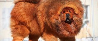 Какая самая дорогая порода собак в мире и её стоимость в рублях?