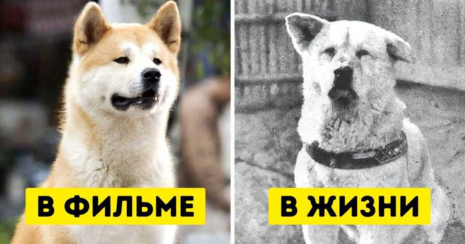 Какая собака ждала своего хозяина?