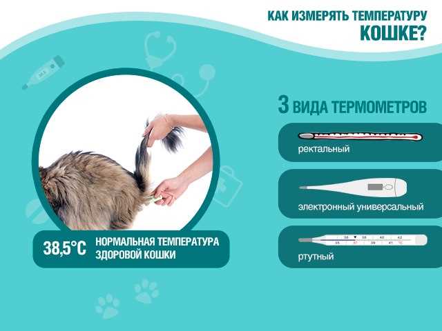 Повышенная температура у кота