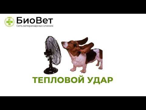 Признаки повышенной температуры у собаки