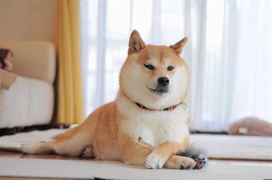 Какая порода собаки у doge?