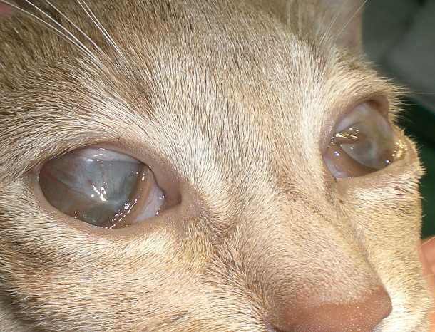 Какие бывают болезни глаз у кошек?