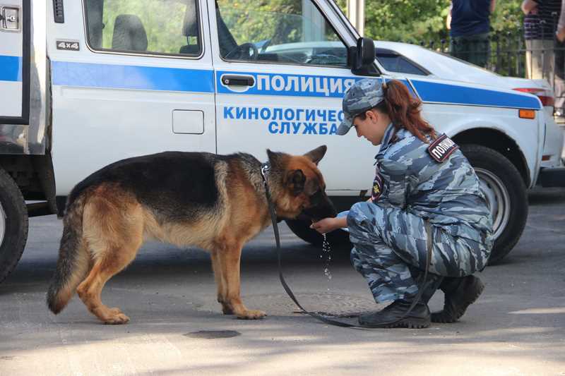 Знание поведения собак