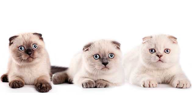 Какие бывают окрасы у вислоухих кошек?