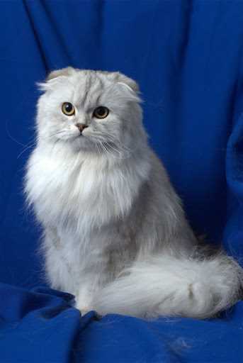 Какие бывают породы пушистых кошек?