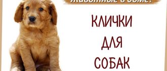 Какие бывают собачьи имена?